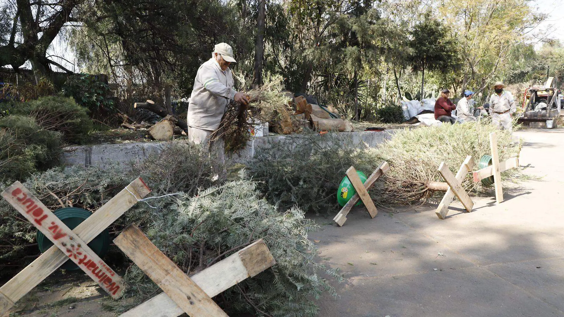 arboles de navidad reciclaje CORTESIA